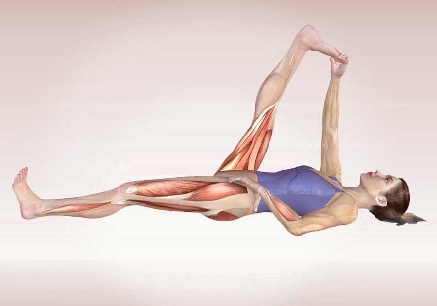 Anatomy of Yoga Poses.