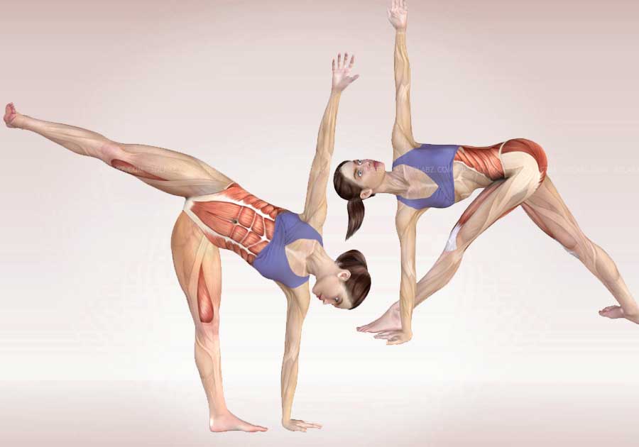 3d Female Medical Figure Yoga Pose Stock Illustration 382606711 |  Shutterstock