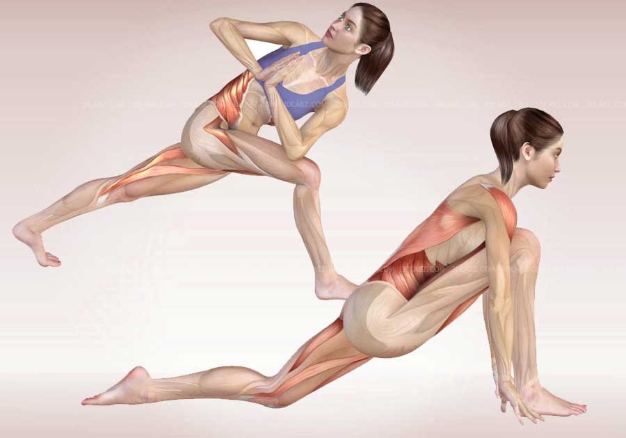 Yoga Anatomy Illustrations