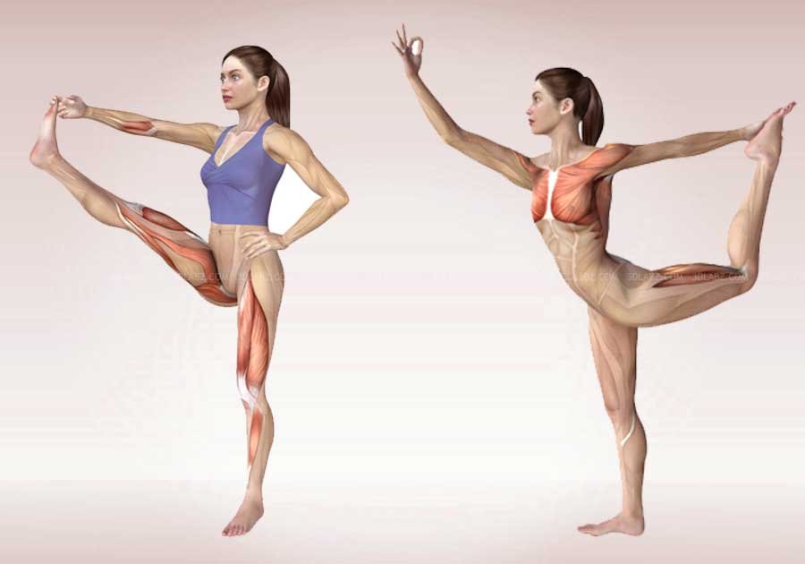 Yoga Anatomy Illustrations