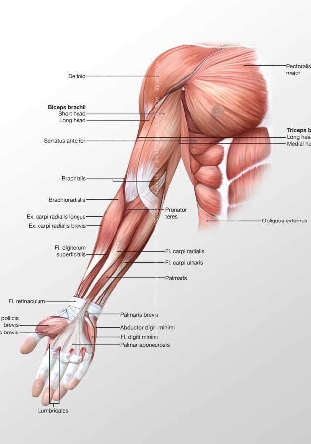 Arm Posterior Muscles 3D Illustration