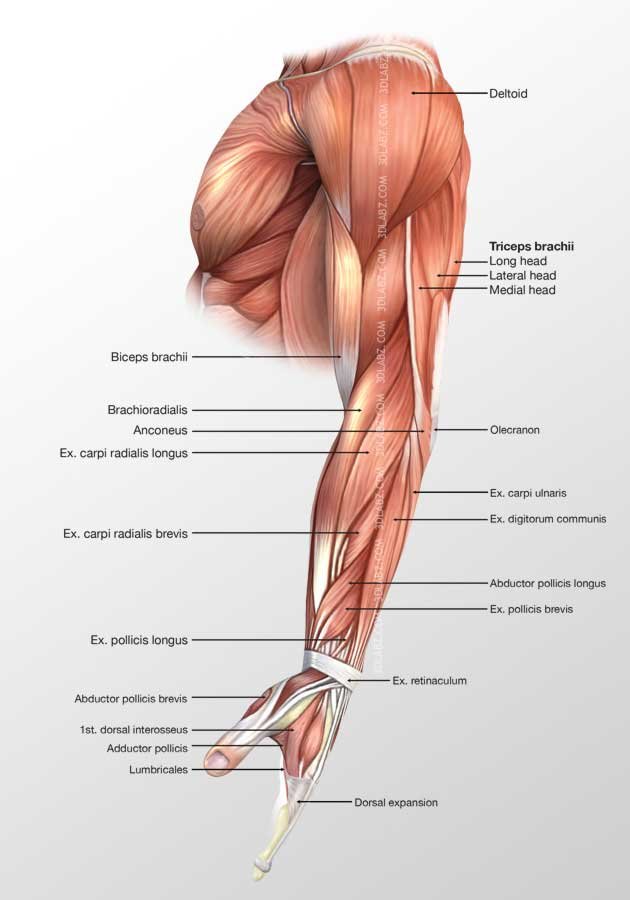 Arm Lateral Muscles 3d Illustration Labeled