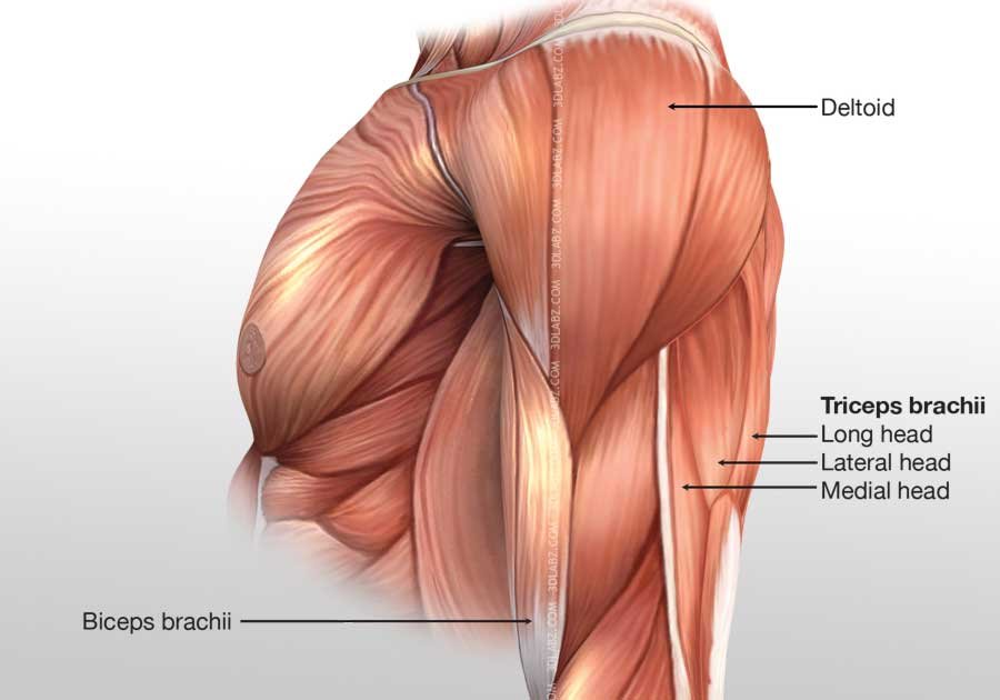 Arm Posterior Muscles 3D Illustration