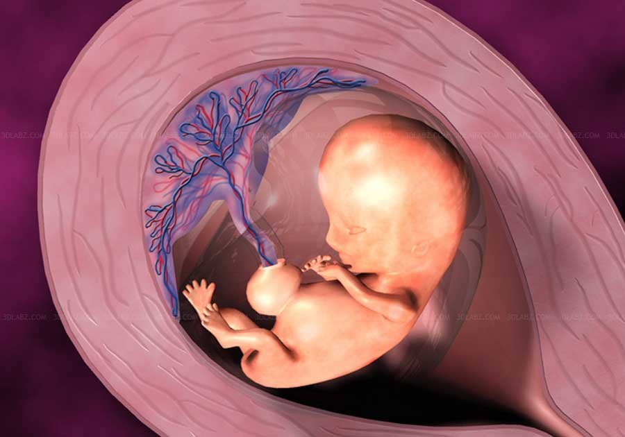 Fetal illustrations