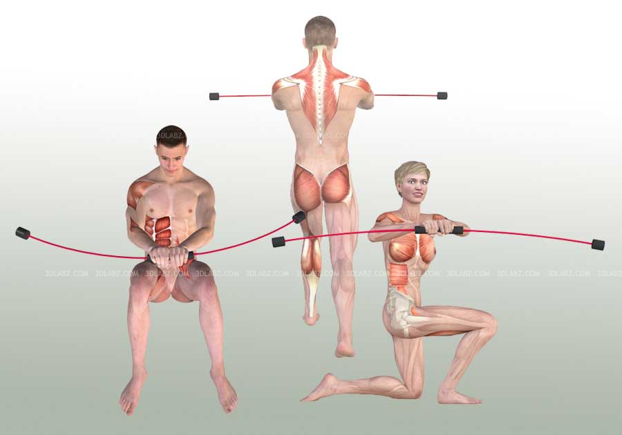 Felix Bar Exercises Anatomy Illustrations 