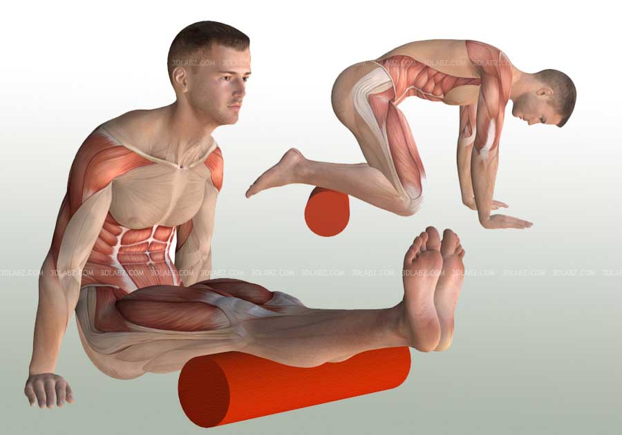 Foam Roller exercise anatomy illustrations