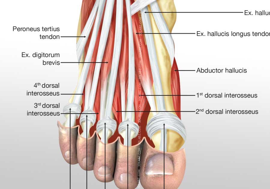 Foot Medial Muscles Illustration | Images and Pictures