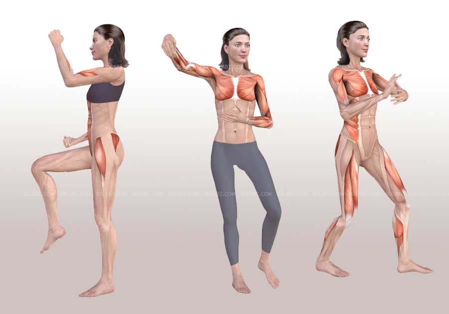 Tai Chi Exercise anatomy illustrations